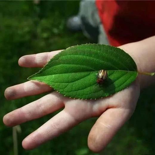 元旦3大主题亲子活动 | 农园活动 * New Year festival Parent-child activities with three themes | Farm activities 商品图1