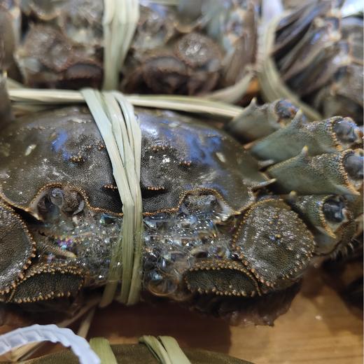 【太湖螃蟹】10只精品活蟹 高品质实重发货 商品图4