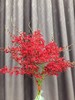 【喜庆】万代红兰(红象) （多分叉）5枝/扎 商品缩略图5