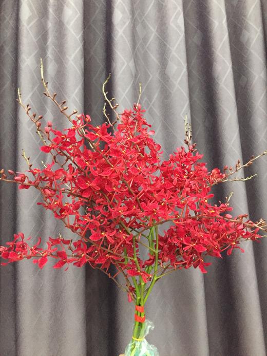 【喜庆】万代红兰(红象) （多分叉）5枝/扎 商品图5