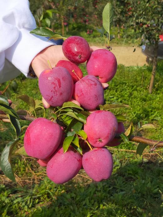 辽宁野生小苹果鸡心果4斤36枚左右精品果包邮