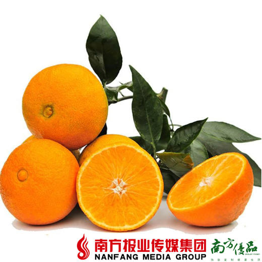 【全国包邮】爱媛38号果冻橙（72小时之内发货） 商品图5