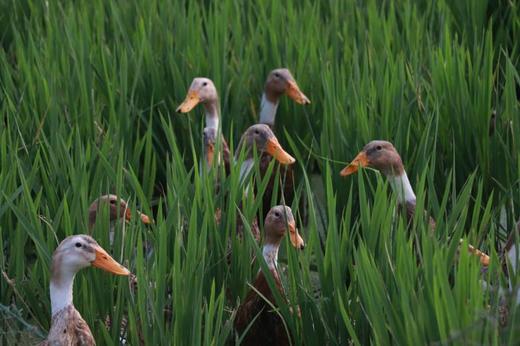 原初最受欢迎组合套餐，组合更优惠哦~ 商品图2