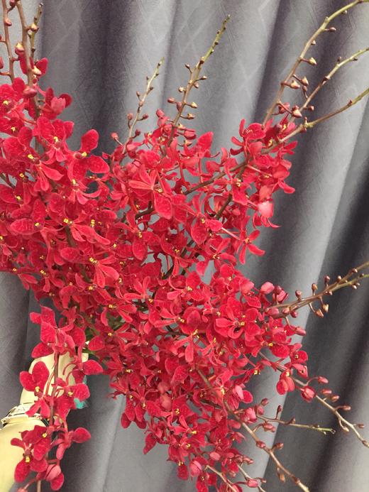 【喜庆】万代红兰(红象) （多分叉）5枝/扎 商品图2