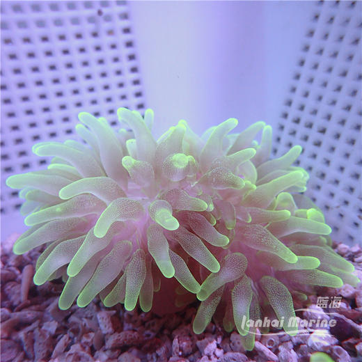 进口奶嘴葵-A 商品图1