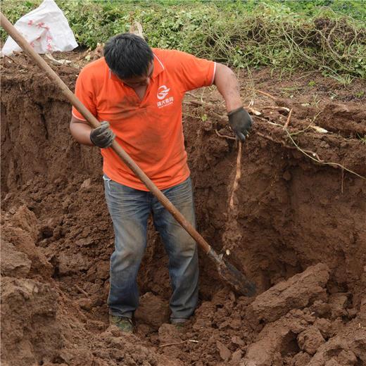 河南焦作 垆土珍品铁棍山药5斤礼盒顺丰包邮 商品图2