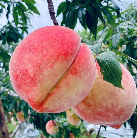 丽江雪桃云南特产新鲜水果精品6枚装礼盒顺丰包邮