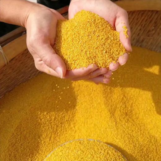 沂蒙山黄小米，现磨现发，滋补养胃 商品图0