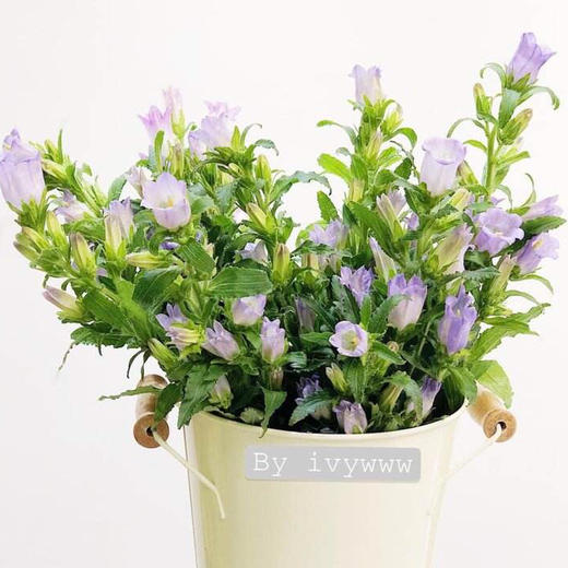 配花-风铃花-白/粉/紫 商品图4