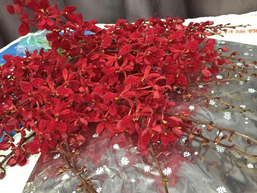 【喜庆】万代红兰(红象) （多分叉）5枝/扎 商品图6