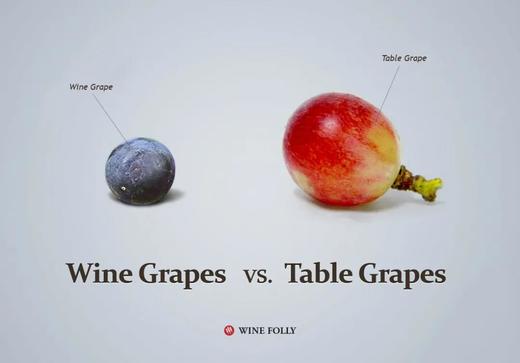 吃酿酒葡萄是怎样一种体验 商品图0