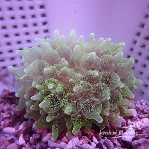 进口奶嘴葵-A 商品图2