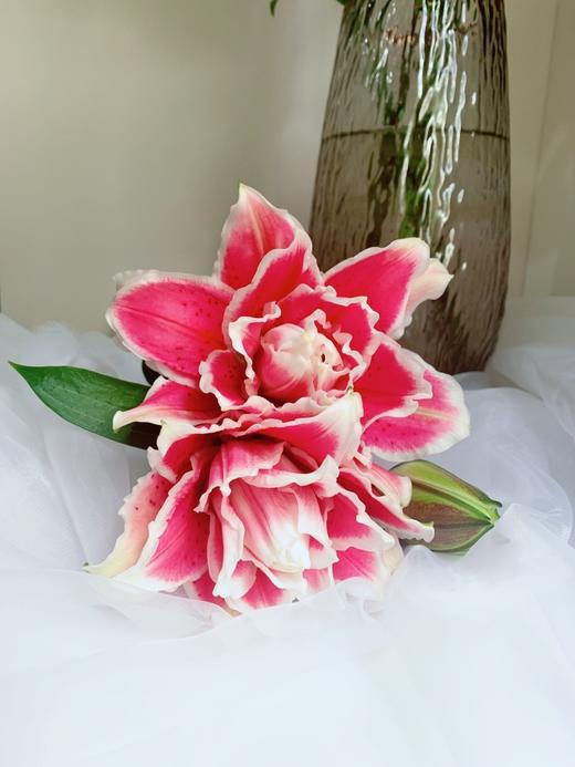 火星之恋重瓣百合12朵/20朵 冷链包邮