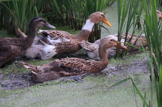 原初最受欢迎组合套餐，组合更优惠哦~ 商品图1
