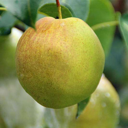 2025年山西运城玉露香梨  韵达包邮 商品图0