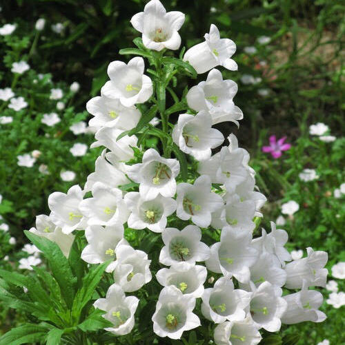 配花-风铃花-白/粉/紫 商品图3