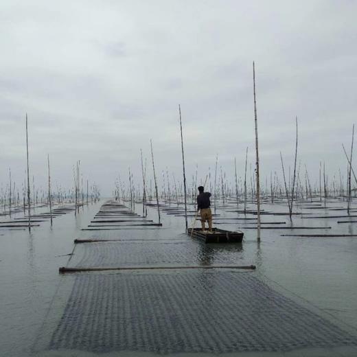 第十季【不一样的紫菜】 紫菜妈妈有机头茬紫菜  99%以上超高好评率  紫菜届天花板  入口鲜甜细嫩   宝宝孕妈可以安心食用 商品图4