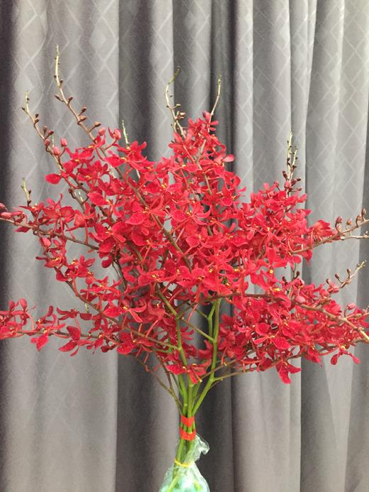 【喜庆】万代红兰(红象) （多分叉）5枝/扎 商品图4