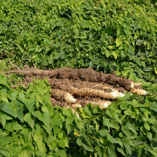 河南焦作 垆土珍品铁棍山药5斤礼盒顺丰包邮 商品图3