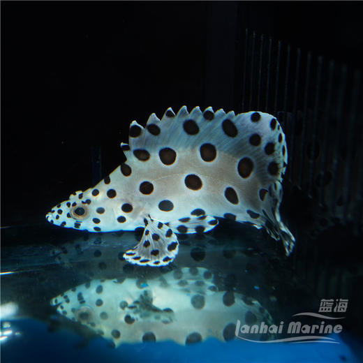 老鼠斑 商品图2