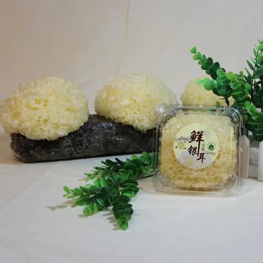 古田鲜银耳， 朵大鲜嫩，香滑爽口，胶质丰富！ 商品图4