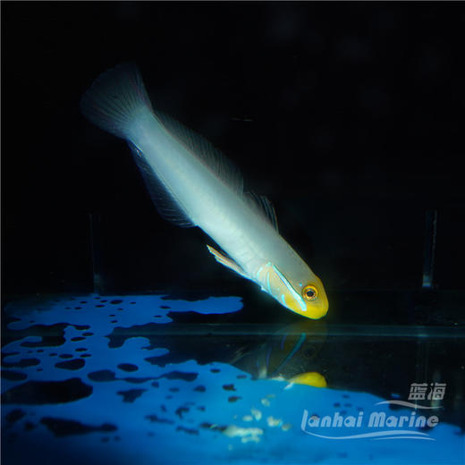 金头虾虎 商品图3