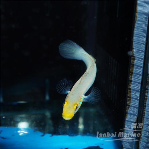 金头虾虎 商品图5