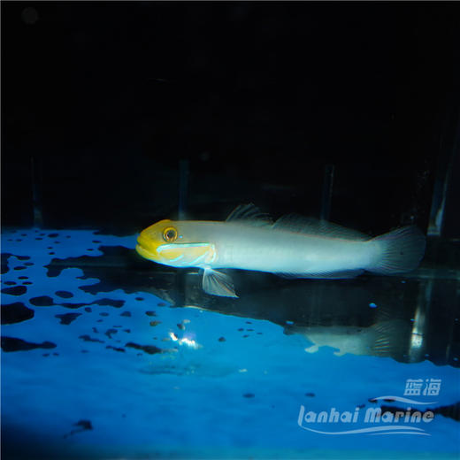 金头虾虎 商品图1