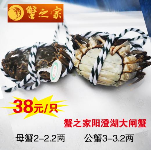 蟹之家阳澄湖大闸蟹 商品图0