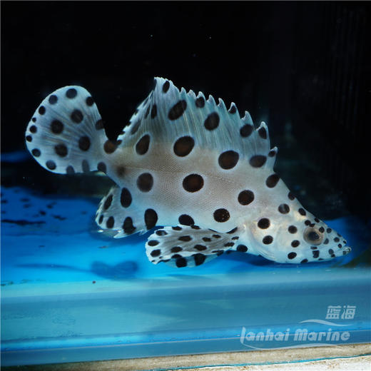 老鼠斑 商品图8