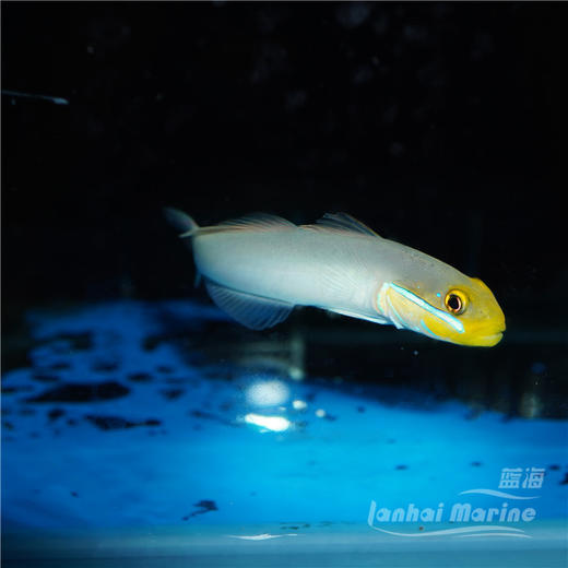 金头虾虎 商品图2