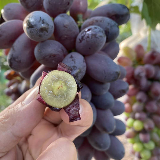 『黑美人葡萄』肉质细腻 香甜浓郁