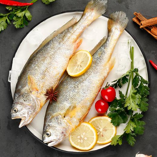 海鲜礼盒价值499元本地大黄花2条野生鲈鱼1条野生金昌鱼1条野生偏口鱼