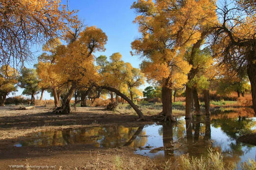 南疆塔里木秋色、金色胡杨林、帕米尔高原风光、木吉火山、沙漠公路、水上胡杨11天摄影团 商品图2