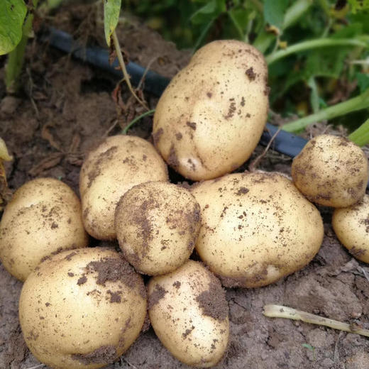农场直发-有机羊粪土豆/有机水果洋葱/贝贝南瓜/有机胡萝卜 5斤 来自张北野菜夫人农场 当季新鲜土豆、洋葱、南瓜、胡萝卜～ 商品图1