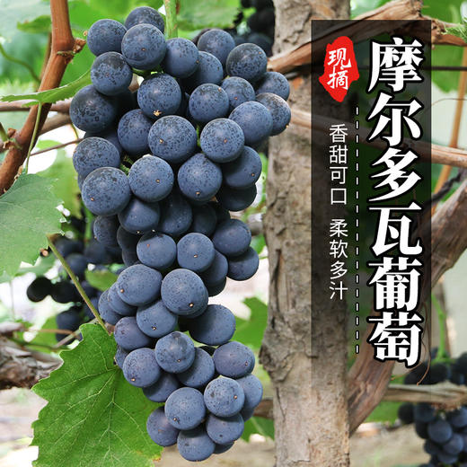 现摘现发_密云摩尔多瓦葡萄1000g 2份包邮
