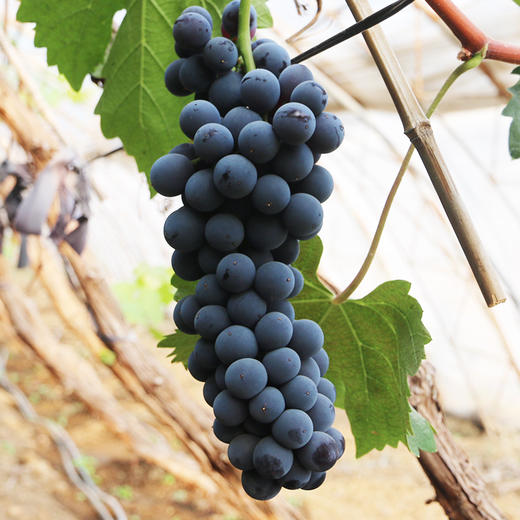 现摘现发_密云摩尔多瓦葡萄1000g 2份包邮