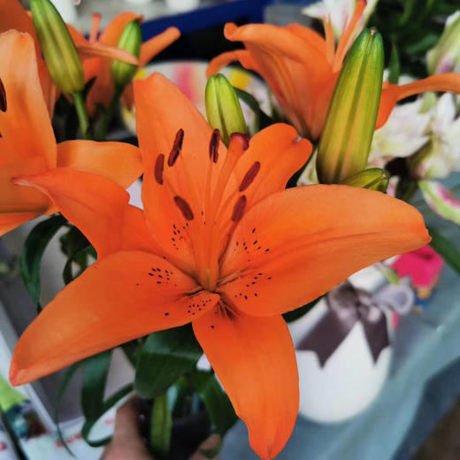 yh亚洲百合橙色穿梭多头特价处理