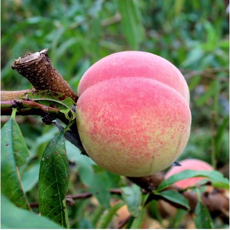 四川凉山新鲜孕妇水果雪桃水蜜桃5斤包邮