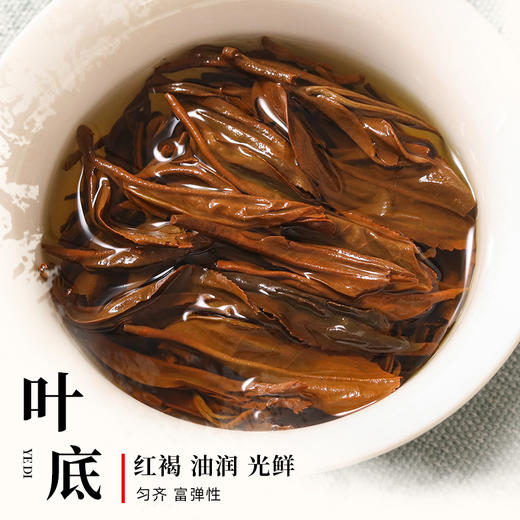 滇红茶 凤宁号 2024年 老树松针 250g 商品图3