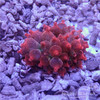 红奶嘴海葵 A 商品缩略图1