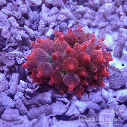 红奶嘴海葵 A 商品图1