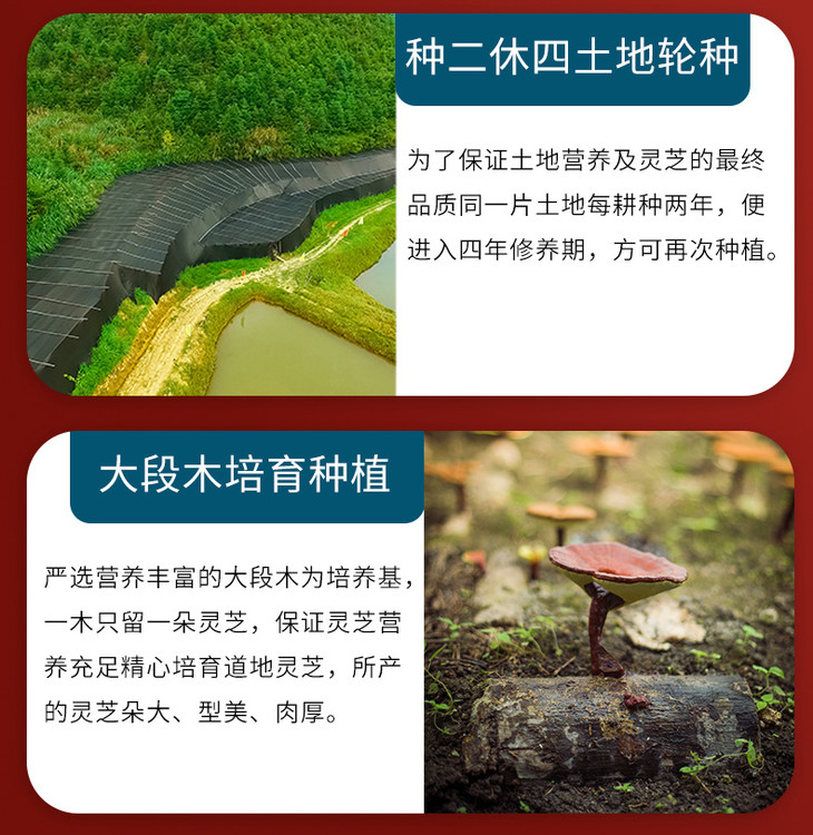 【武夷山核心产区】【千年灵芝产地】固元生泰灵芝孢子粉 2g*5 - 武夷