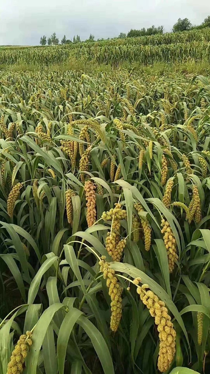 一路寻鲜山东潍坊临朐辉渠小米5斤装