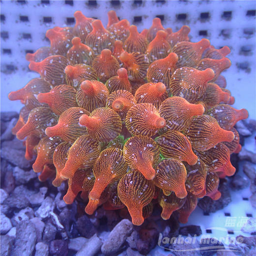 红奶嘴海葵 A 商品图4