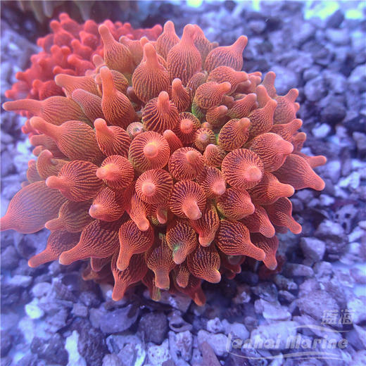 红奶嘴海葵 A 商品图2