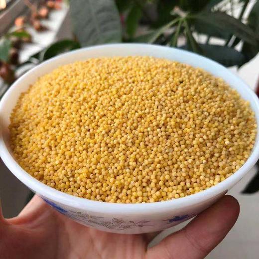 一路寻鲜山东潍坊临朐辉渠小米5斤装