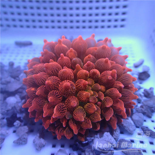 红奶嘴海葵 A 商品图9