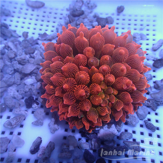 红奶嘴海葵 A 商品图3
