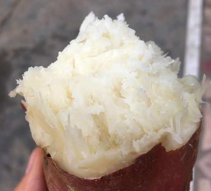 安徽阜阳白心板栗薯5斤新鲜白心红薯白瓤地瓜干粉香糯白薯商薯19